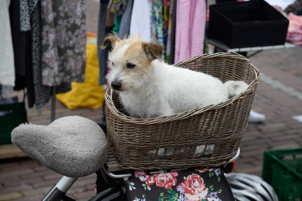 cane in un cestino per biciclette - fahrad foto e immagini stock