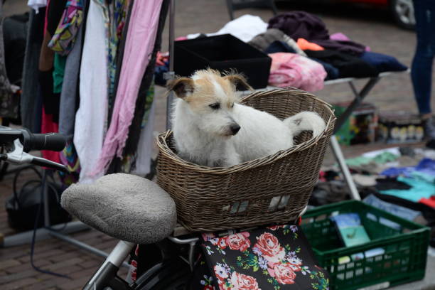 istock Dog in a bicycle basket 1129646790