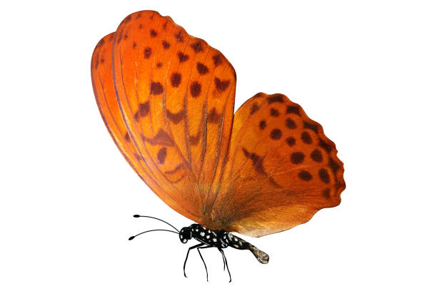 orange butterfly. isolated on white background