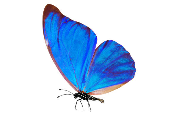 istock tropical blue butterfly. isolated on white background 1129646807