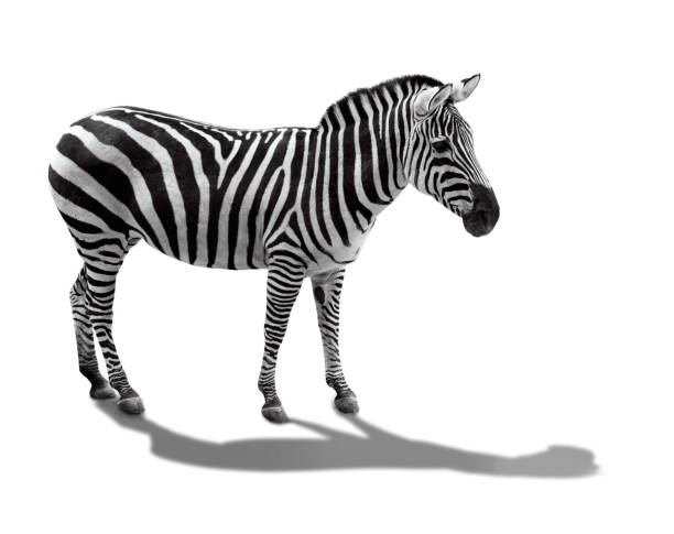 istock zebra side view. Isolated on white background. the striped zebra 1129646820