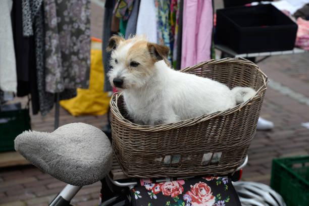 cane in un cestino per biciclette - fahrad foto e immagini stock