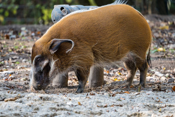 istock Red river hog, Potamochoerus porcus, also known as the bush pig. 1129648091