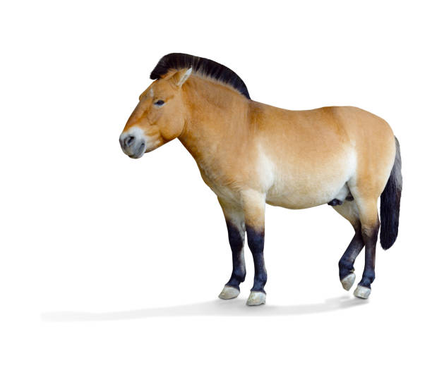 istock Przewalski's horse. 1129648166
