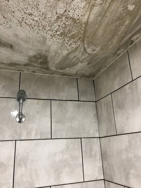 istock Shower Room with Mold on the Ceiling 3 1129648719