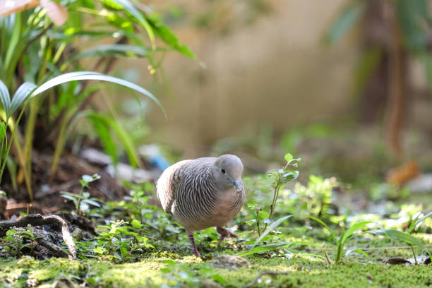 istock Small bird walking on the ground 1129649445