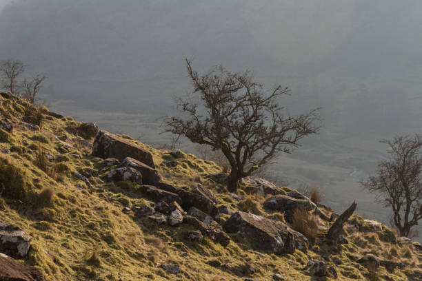 Winter tree and rocks on windswept mountainside Nice bit of mountain you've got there, shame if something happened to that lovely bare tree and nice collection of rocks that's collected there. llyn gwynant stock pictures, royalty-free photos & images