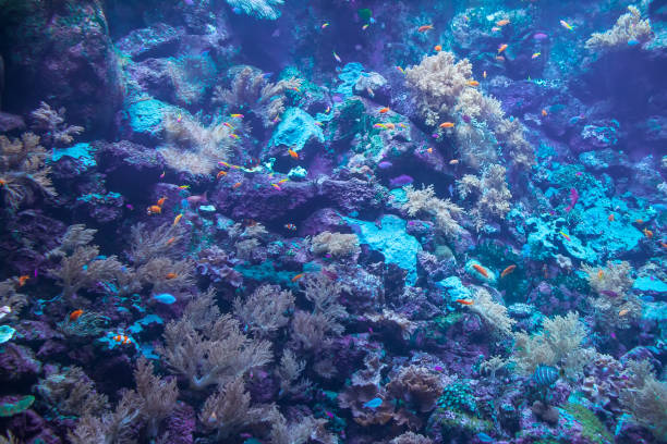 istock Tropical fish in aquarium 1129651120