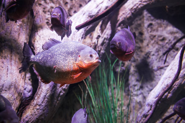 istock Tropical fish in aquarium 1129651150