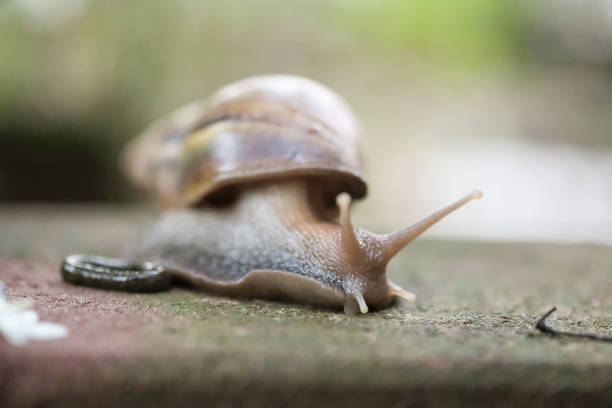 istock Big snail Crawling on the floor 1129651350