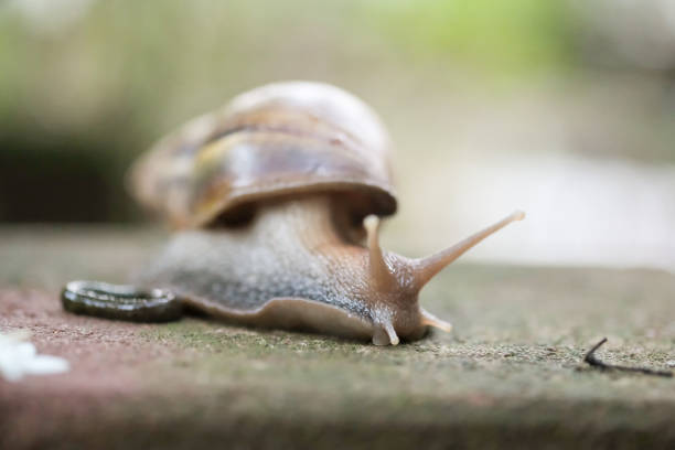 istock Big snail Crawling on the floor 1129652797