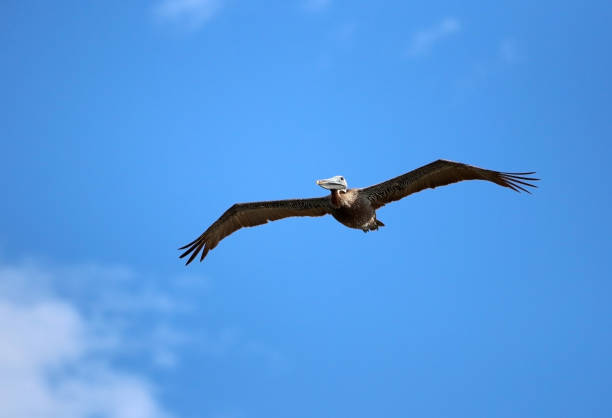 istock Beautiful south Carolina wildlife nature background. 1129653059
