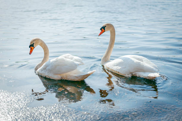 istock a pair of swans on the lake 1129653111