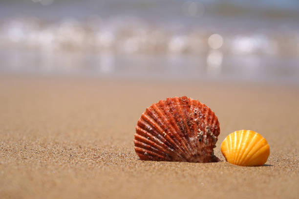 istock Sea shells on beach sand.  Summer vacation concept. 1129653308