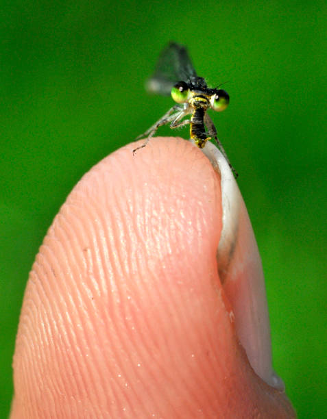 istock Damselfly Eating Prey on my finger 1129653397