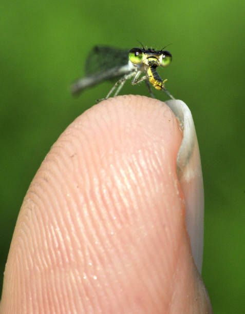 istock Damselfly Eating Prey on my finger 1129653401