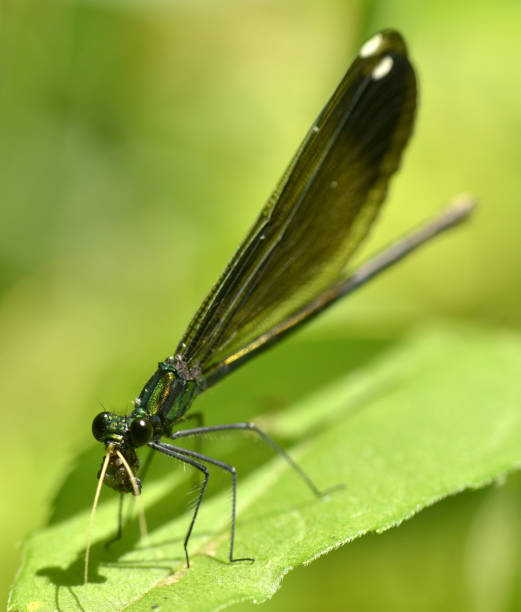 istock Ebony Jewelwing Damselfly Eating Prey 1129655734