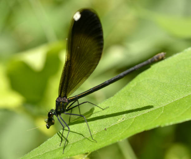 istock Ebony Jewelwing Damselfly Eating Prey 1129655751
