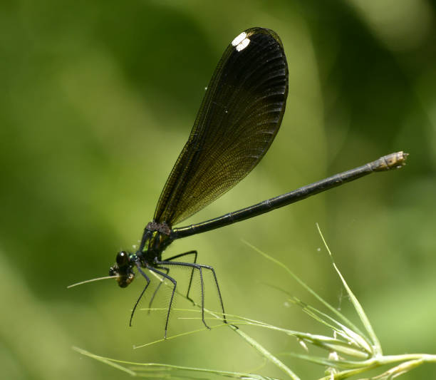 istock Ebony Jewelwing Damselfly Eating Prey 1129655756