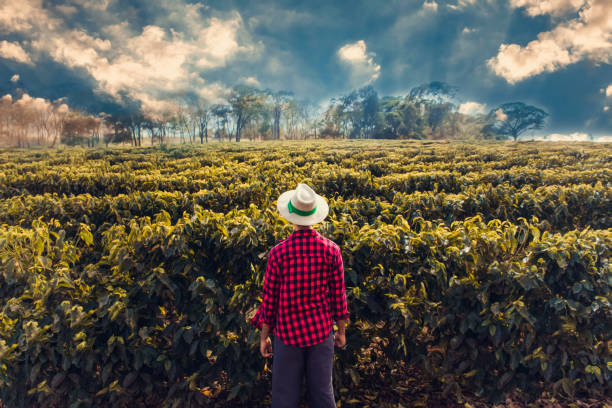 istock Farmer in a wheat coffee field 1129656894