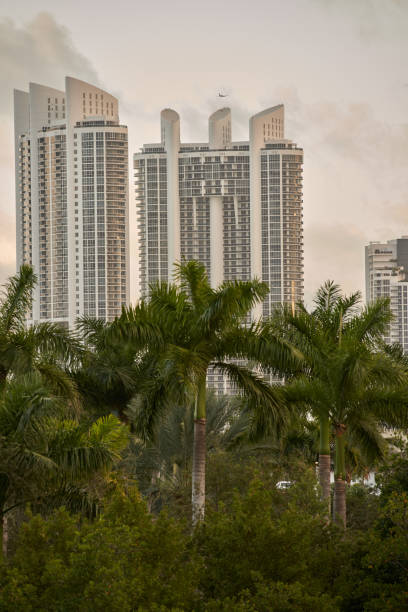 istock Buildings in Miami with palm trees in foreground 1129657289