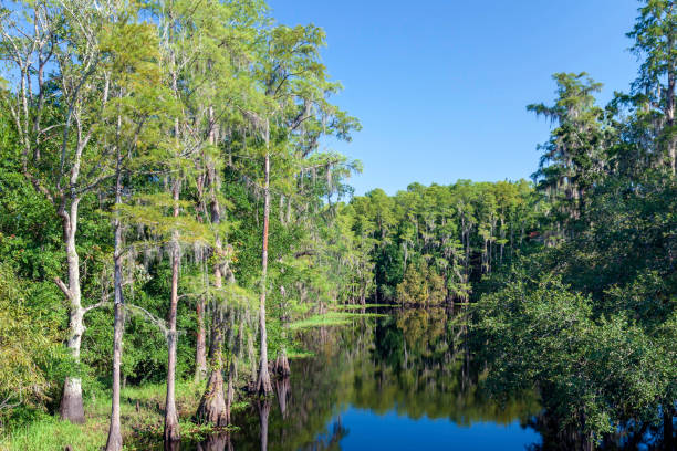istock Reflections of the Cypress Tree lined Shingle Creek under a clear blue sky in late Summer 1129657398