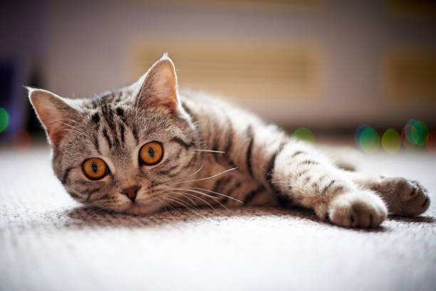 istock Cute cat lying on the floor on a blurred background with bokeh. 1129659670