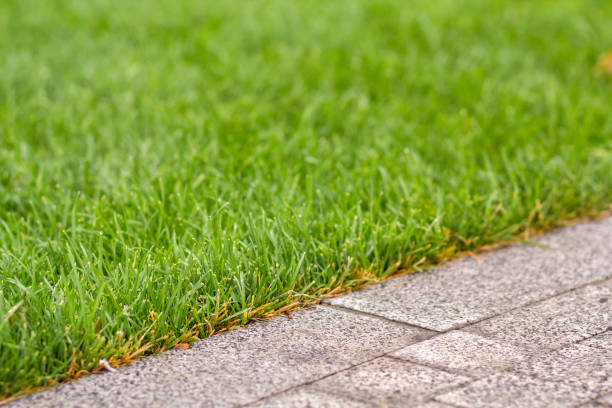 istock Green fresh grass growing along asphalt gray path, texture for background. Green bright sunny lawn, garden or backyard pattern and texture background. 1129662029