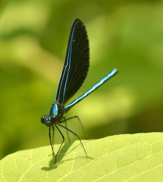 istock Ebony Jewelwing Damselfly 1129662179