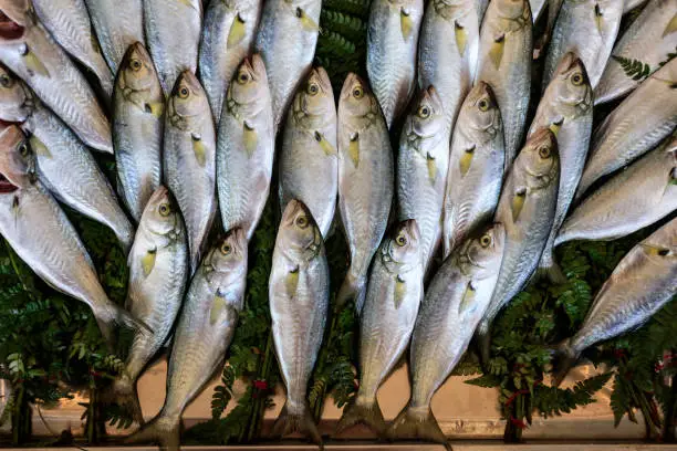 Bluefish Cinekop Sarikanat on ice fish market