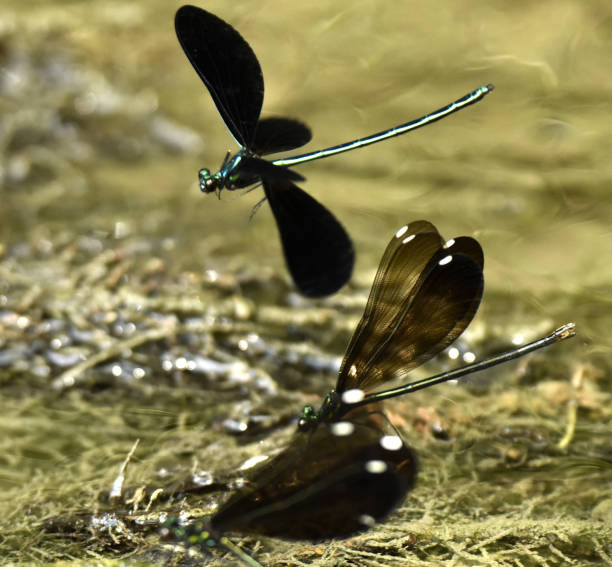 istock Ebony Jewelwing Damselfly Flying 1129664527