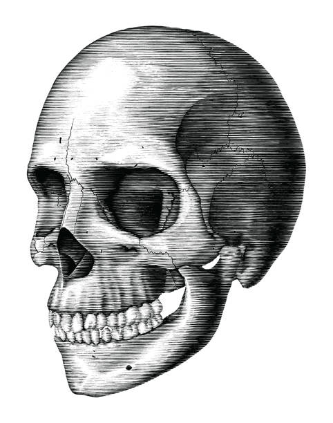 антиквариат человеческого черепа старинные гравюры иллюстрации изолированы на белом фоне - anatomy the human body human bone white background stock illustrations