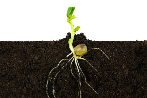 istock Growing sprout plant and roots under ground. 1129665360