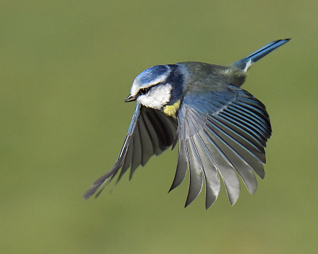 Nuthatch, Blue Tit, Long Tailed Tit, Blackbird, Squirrel and Great Tit in flight and perching