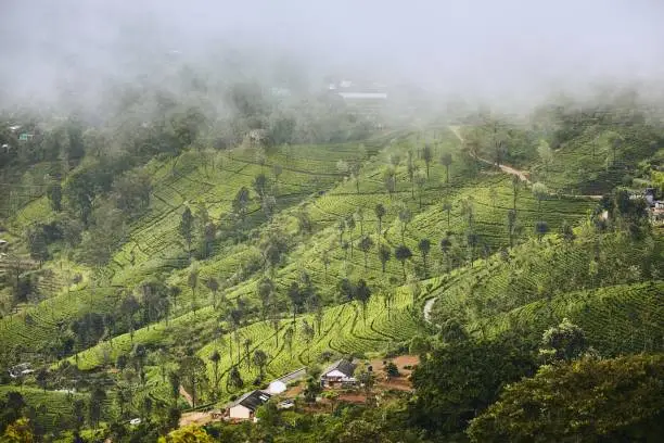 Photo of Tea plantations in clouds