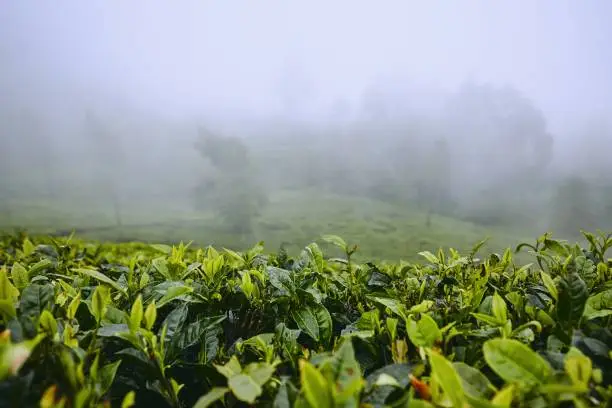 Photo of Tea plantations in clouds