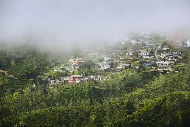 Photo of Tea plantations in clouds