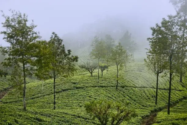 Photo of Tea plantations in clouds