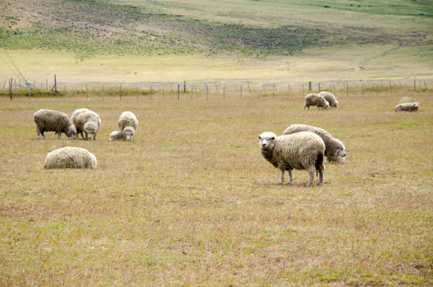 Side view of white sheep eating grass in the farm