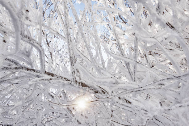 istock Tree branches in winter covered with snow and frost on a sunny day. 1129666820