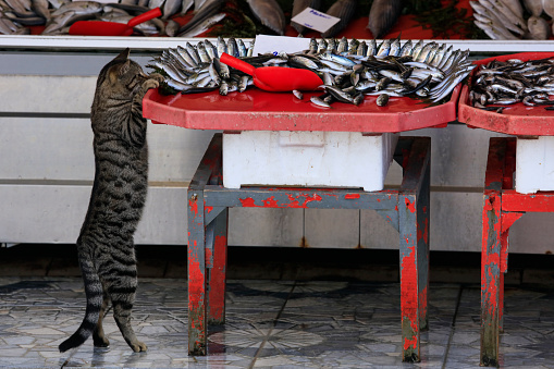 Hungry Cat At The Fish Market