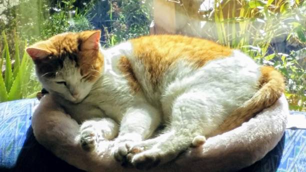 istock A sleepy tabby cat - laying down on her bed next to a window 1129668923