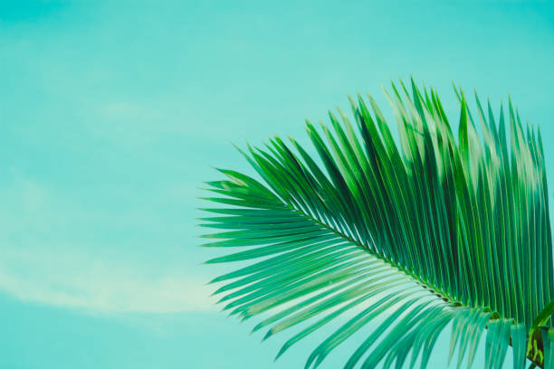 istock Coconut palm tree under blue sky. Vintage background. Retro toned poster. 1129669359