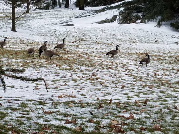 istock Geese on the field in winter 1129669791