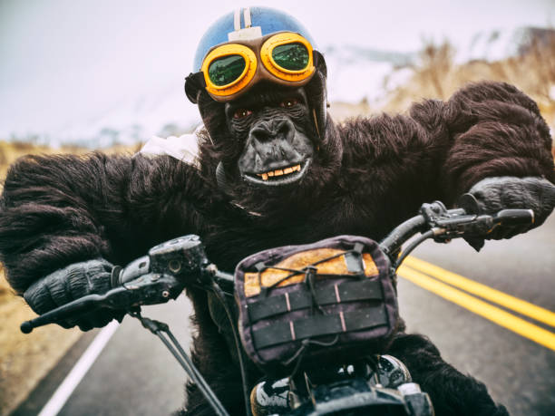 gorilla in moto - riding old old fashioned motion foto e immagini stock