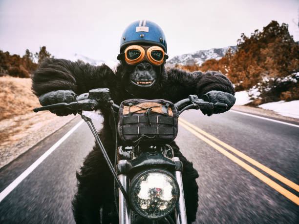 gorilla in moto - riding old old fashioned motion foto e immagini stock