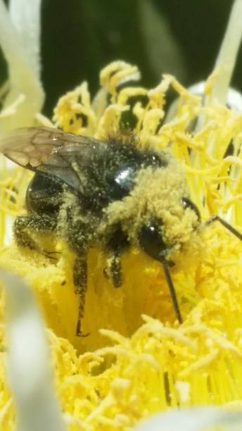 istock Honey Bee is working on yellow Sea Fig flower. 1129675013