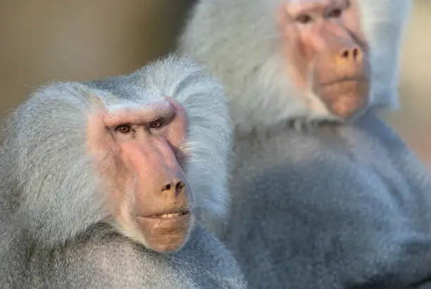 Portrait of two male hamadryas baboon. Focus on the left animal.