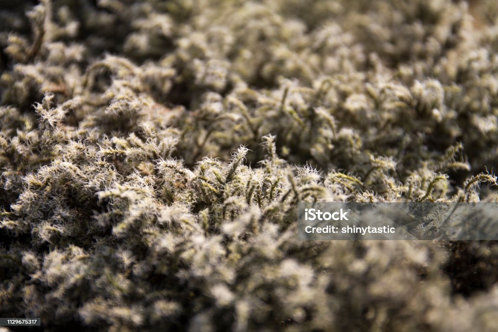 Close up of moss Wiry moss macro shot Beauty Stock Photo