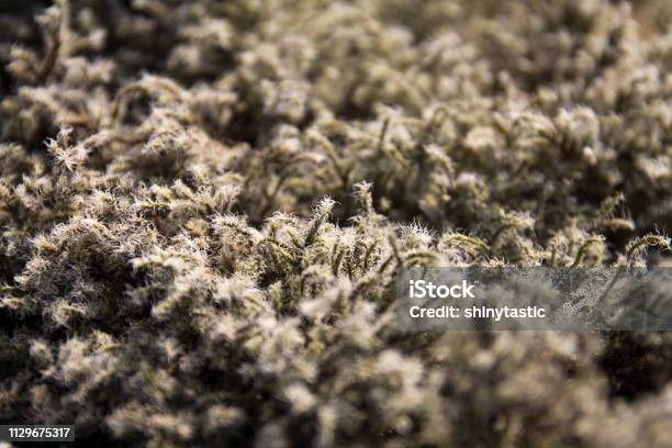 Close Up Of Moss Stock Photo - Download Image Now - Beauty, Close-up, Environment